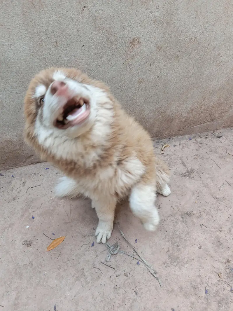Husky puppies available for sale — photo 10