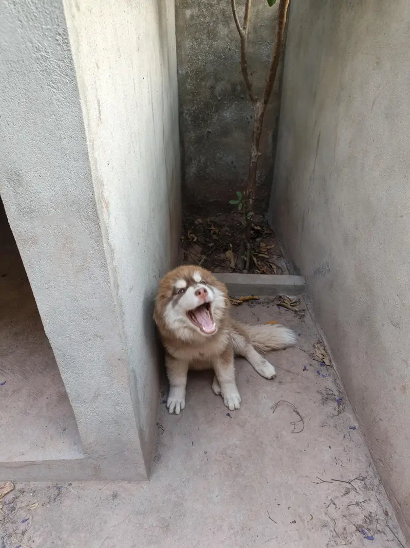 Husky puppies available for sale — photo 11