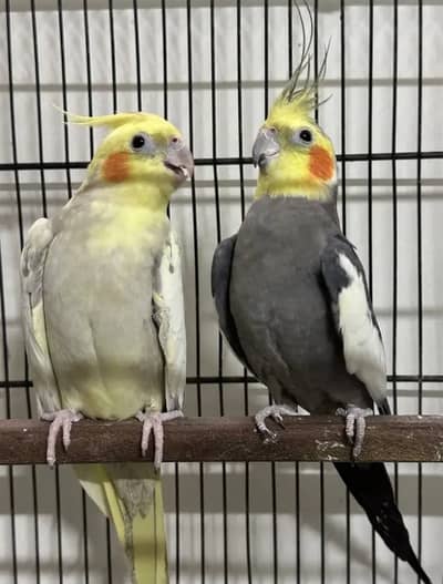Cocktail (Breader Pair)