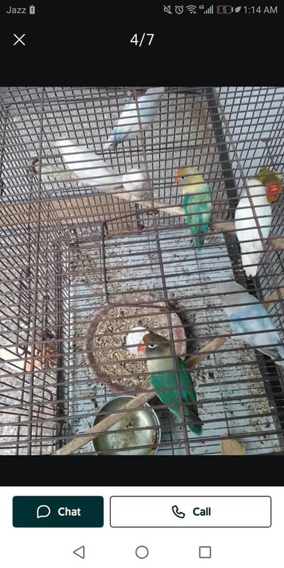 Mutation working love bird pairs with dna