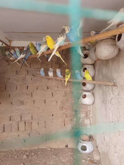 Australian parrots