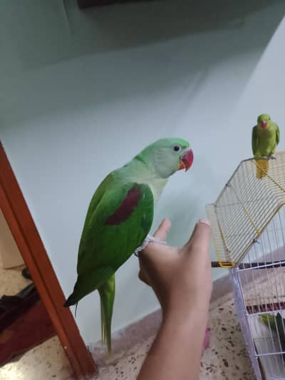 Raw And Ringneck hand tamed Self feed chicks for Sale