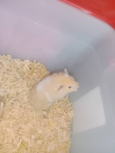 Syrian Hamster  Ginger White Color 8 Month