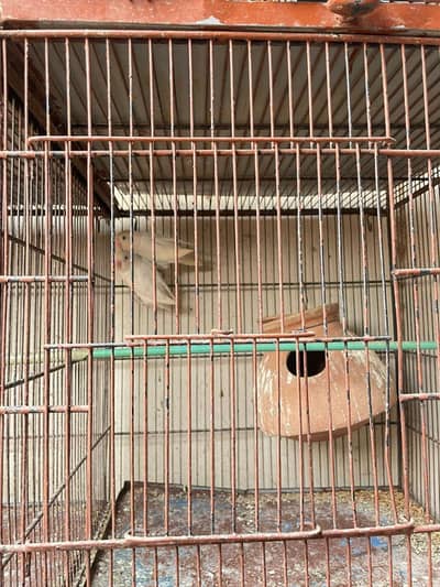 parrots for sale