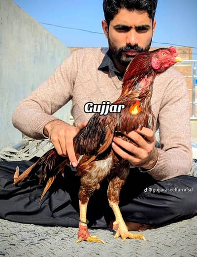 Peela High Quality