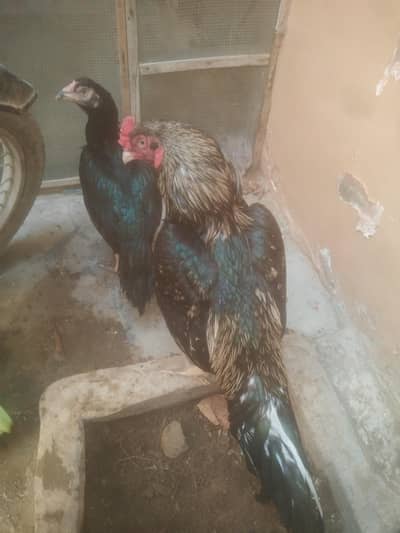 arjant sell sirf morga hy Asil black Java 5500k/ 03152041402