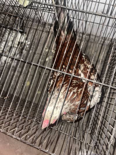 Hen male