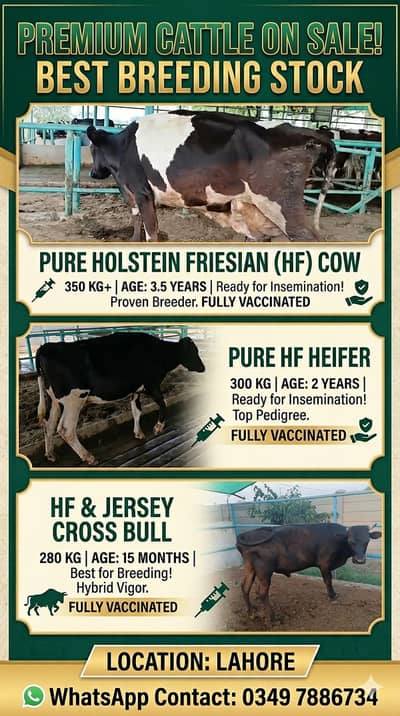 Cows for sale | Bull for breeding | Heifer + Cow + Bull in 7 Lac