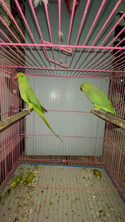 green pair talking on mood