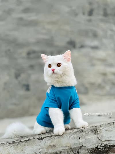 persian cat white colour
