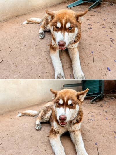 “Pure Husky Puppies 4 Months Vaccinated – Islamabad”