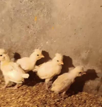 white polish chiks