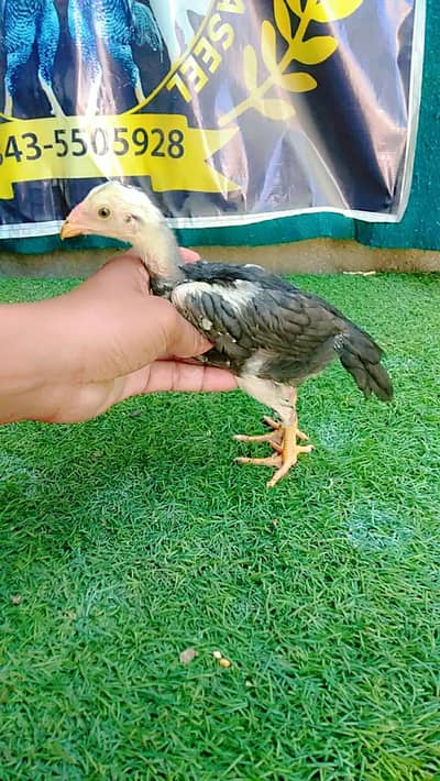 jp shomo chick part beap chicks