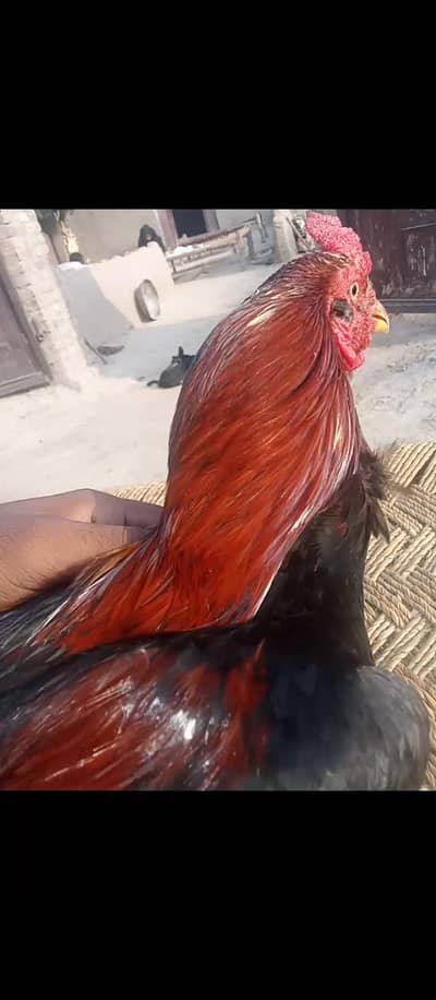 Mashallah Pure Aseel Murgha For Sale - Home Bred