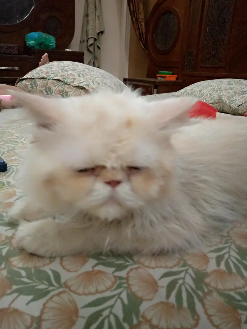 Peki Face Male