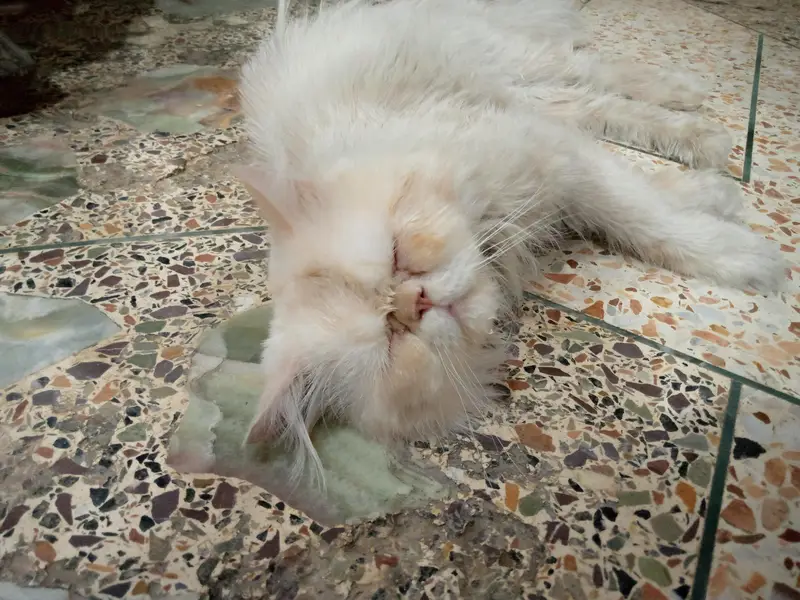 Peki Face Male — photo 2