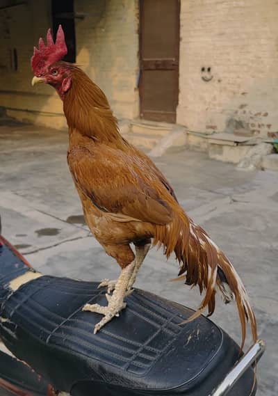 Peela Bengum Aseel Murga