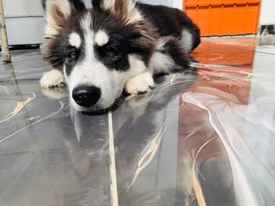 Healthy and playful female Siberian husky -7 months