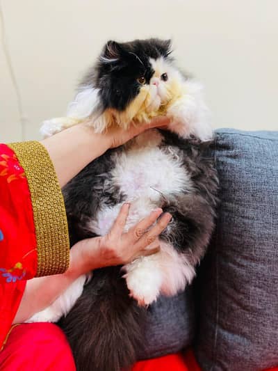 Persian Triple Coated Cat Kitten Peke Face Female