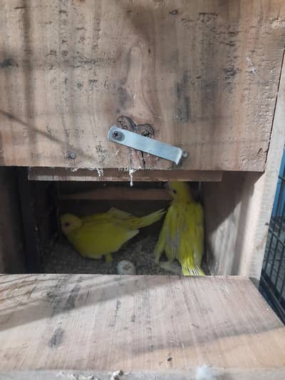 yellow ringneck chicks for sale