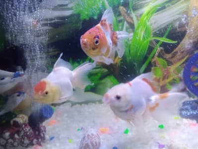 orenda goldfish