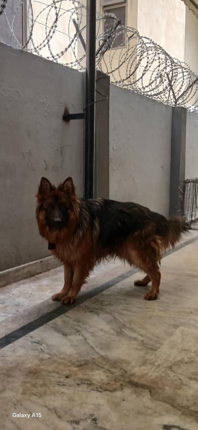 triple coat pedigree German Shepherd