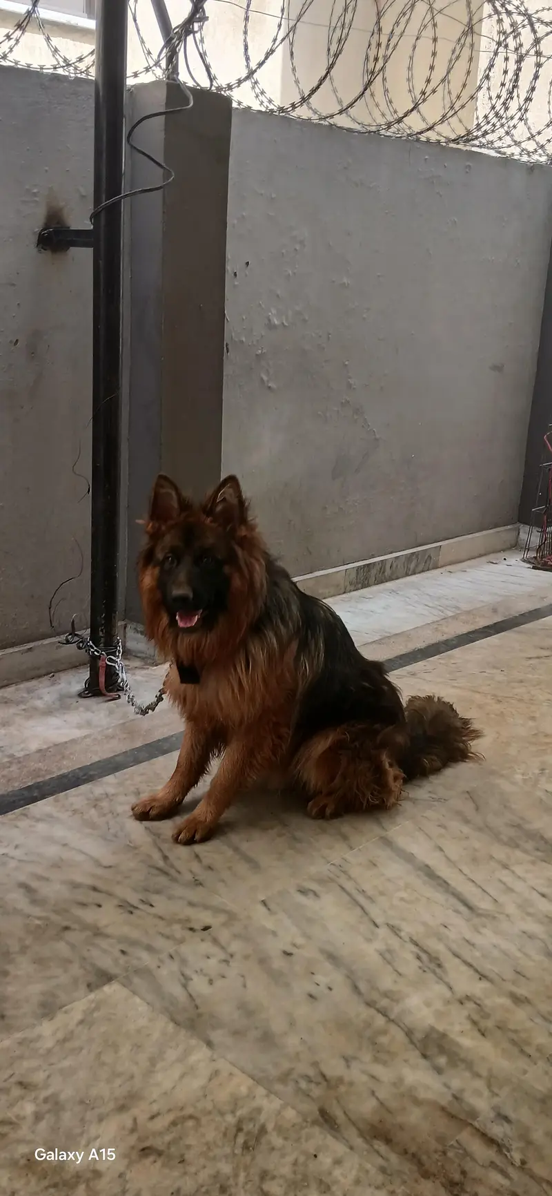 triple coat pedigree German Shepherd — photo 2
