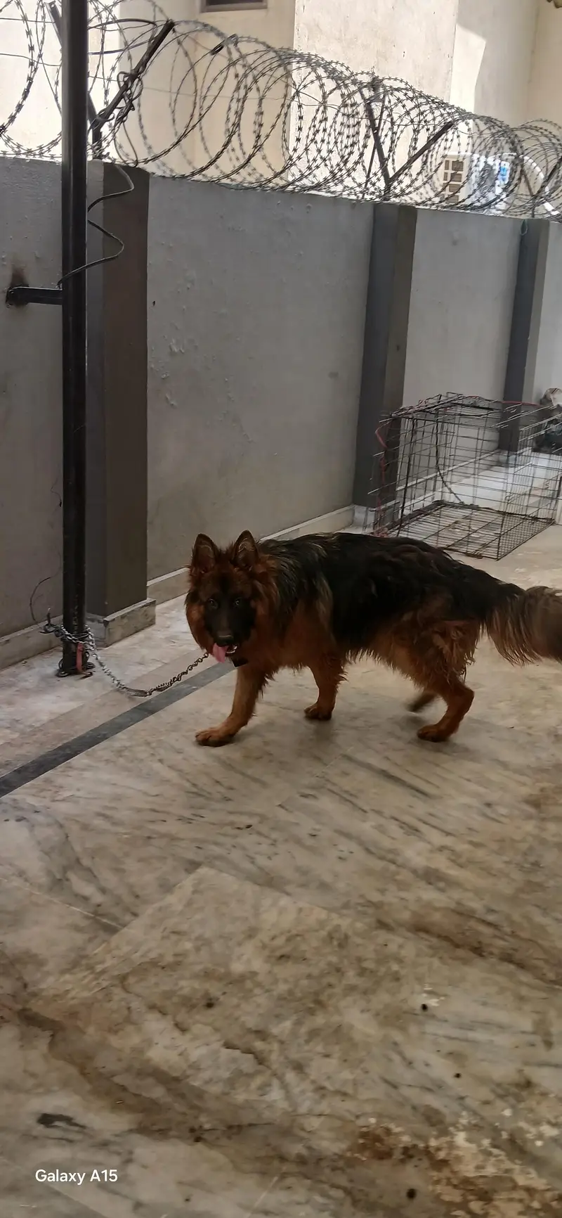 triple coat pedigree German Shepherd — photo 3