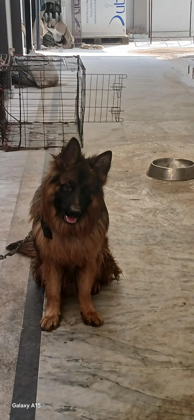 triple coat pedigree German Shepherd — photo 4