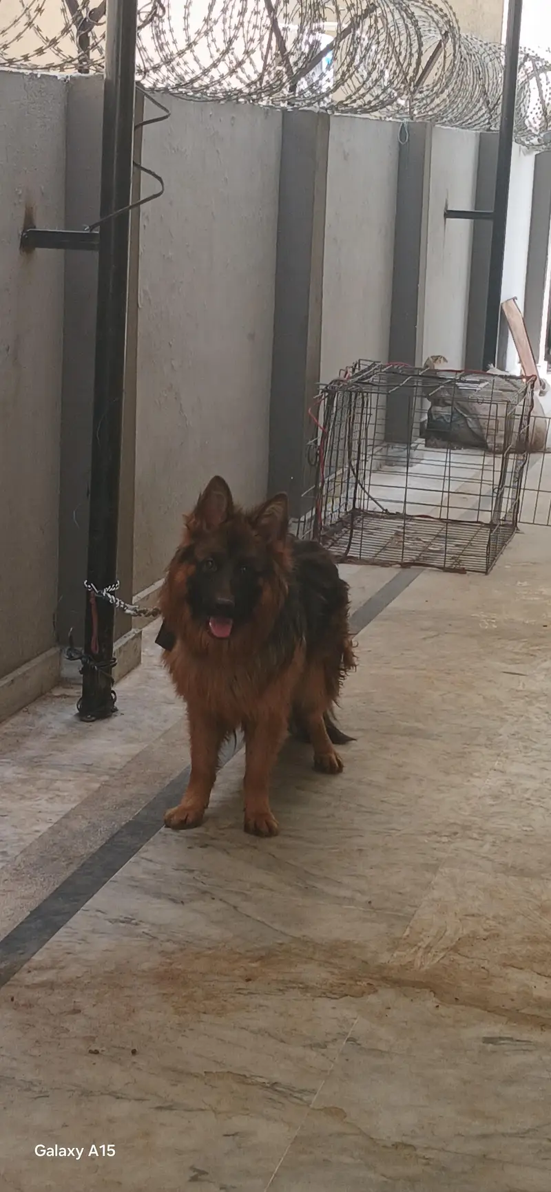 triple coat pedigree German Shepherd — photo 5