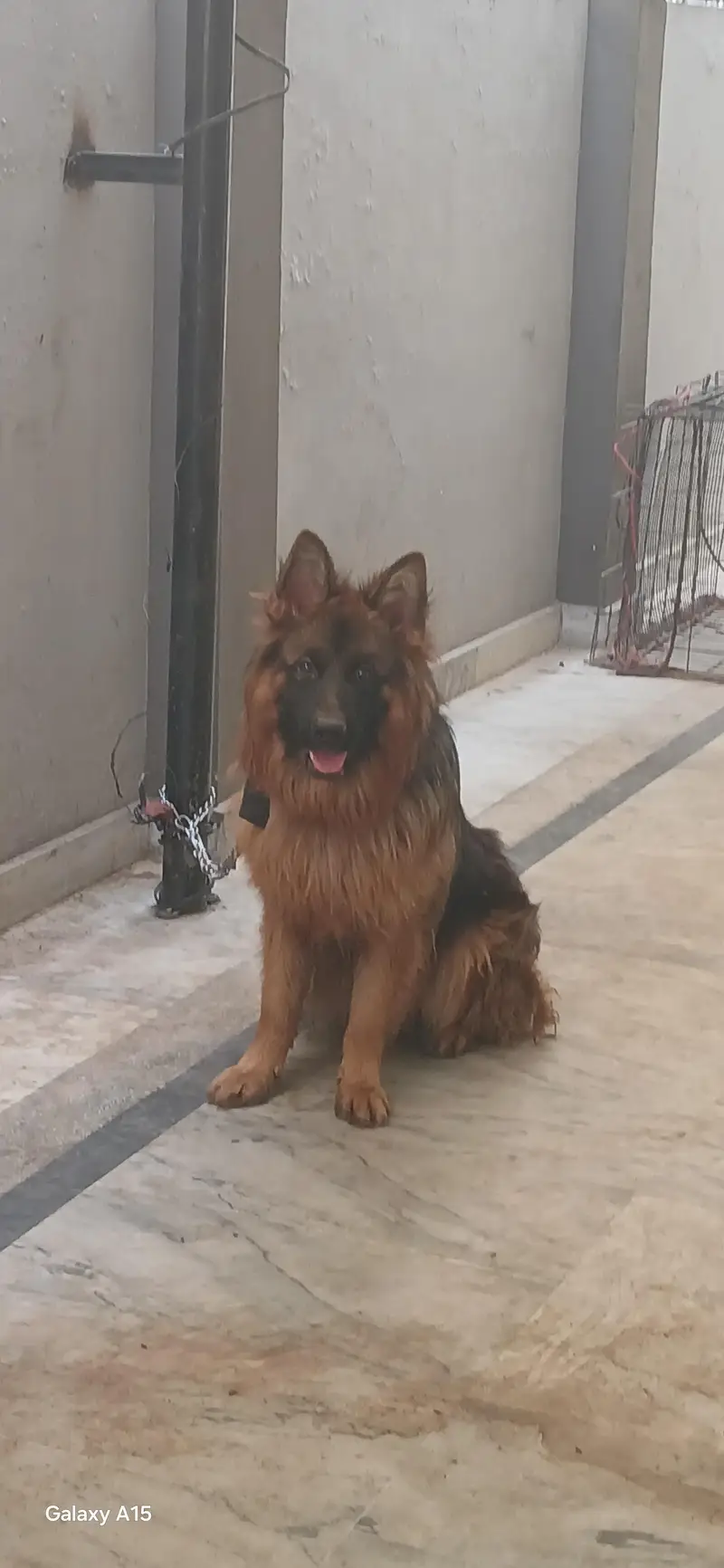 triple coat pedigree German Shepherd — photo 6