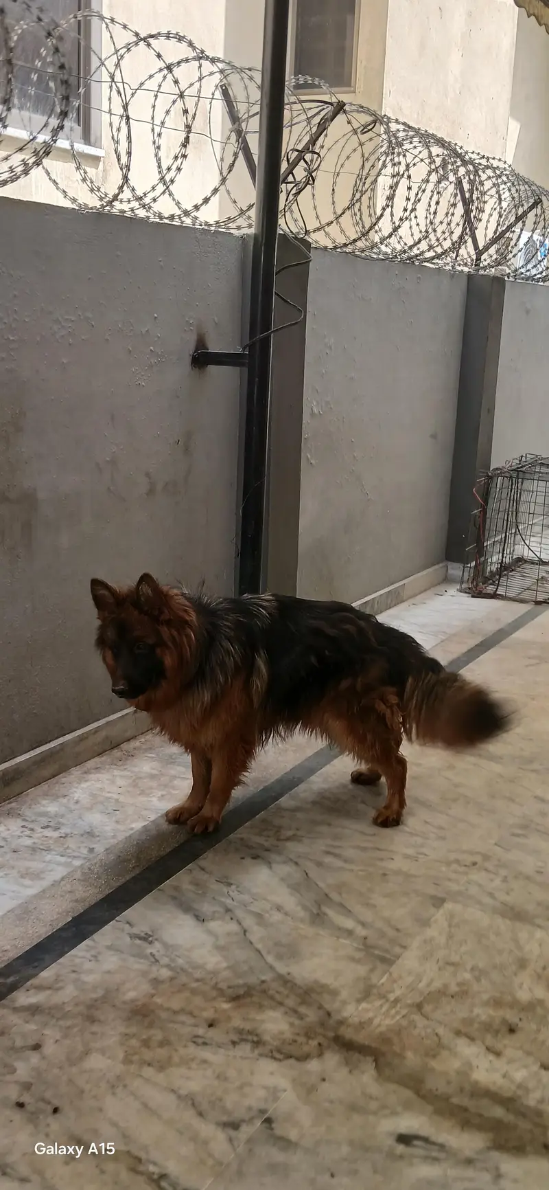 triple coat pedigree German Shepherd — photo 7