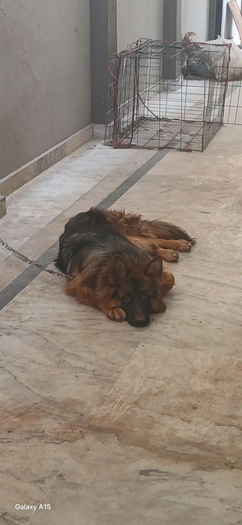 triple coat pedigree German Shepherd — photo 8