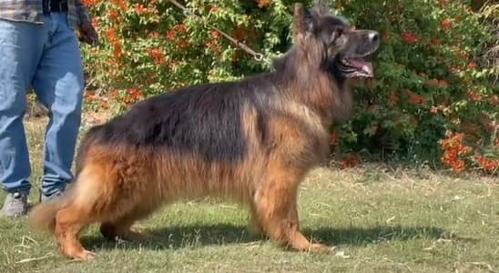 German shepherd female