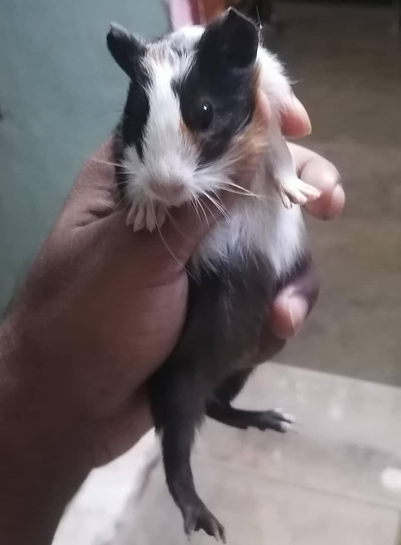 Guinea pigs 0