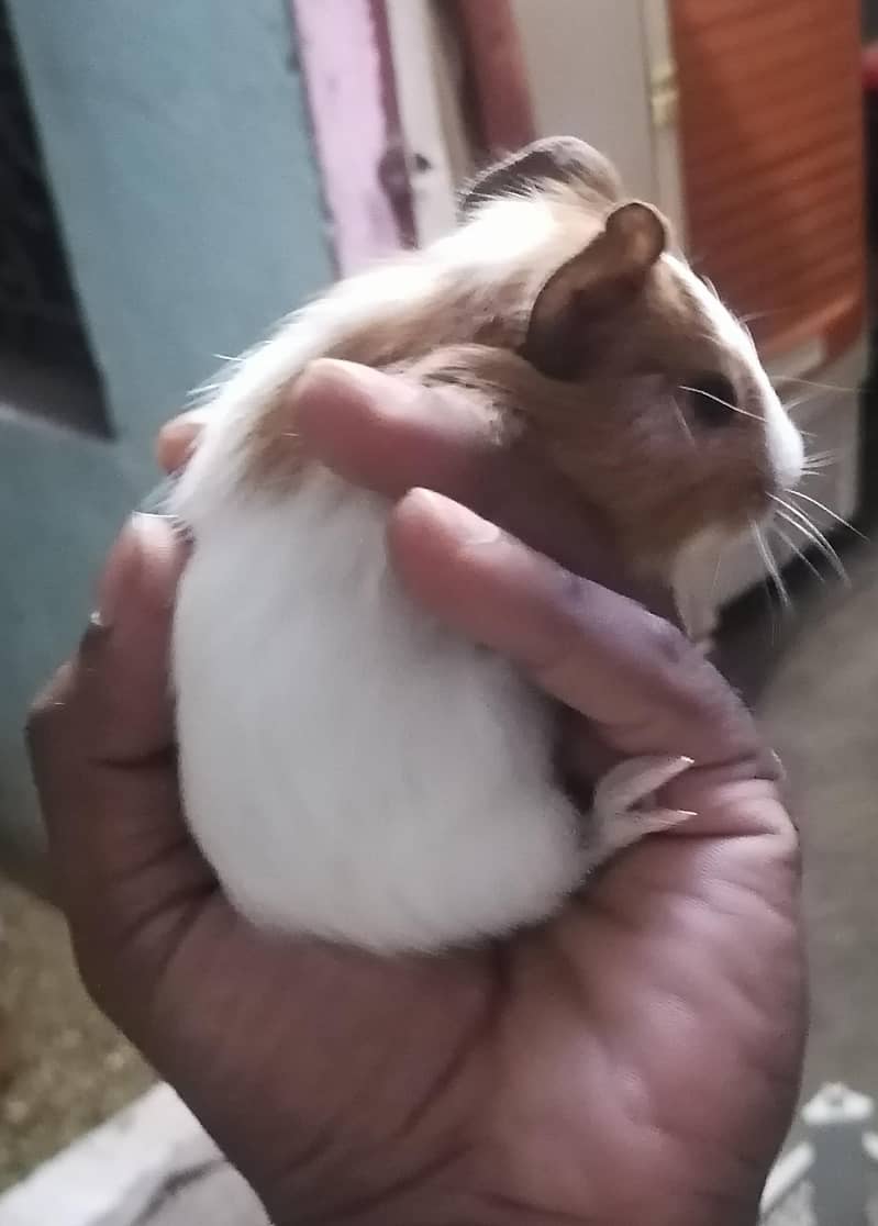Guinea pigs 1