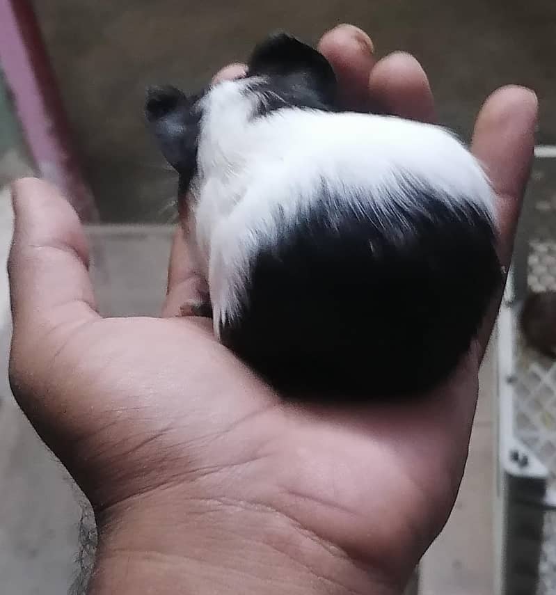 Guinea pigs 2