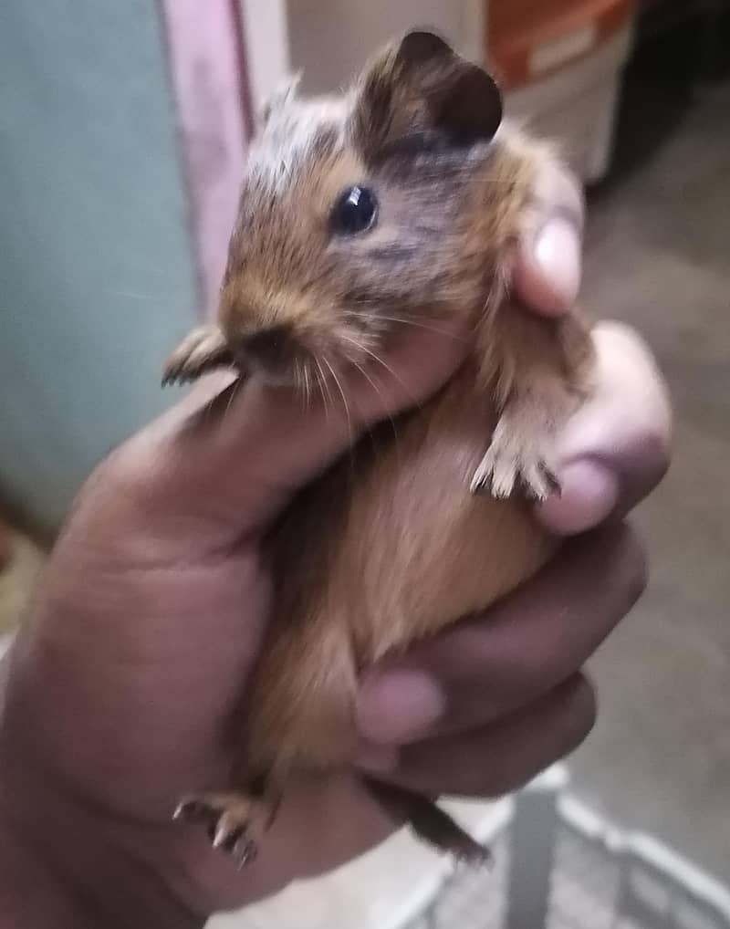 Guinea pigs 3