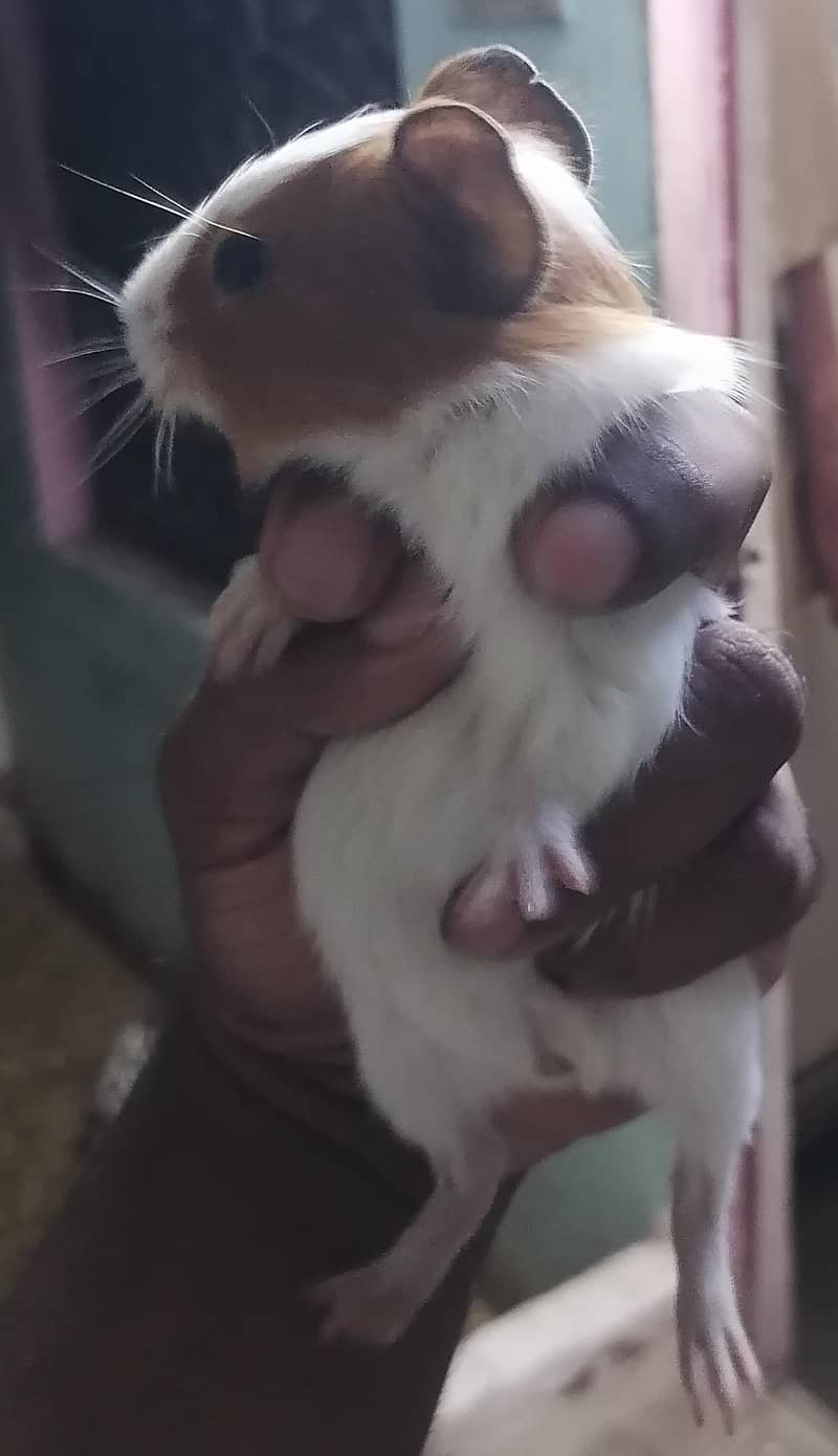 Guinea pigs 4
