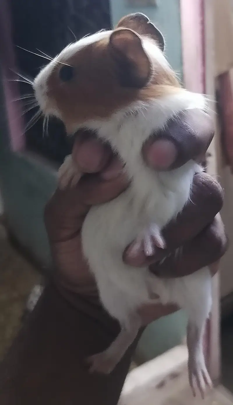 Guinea pigs — photo 5
