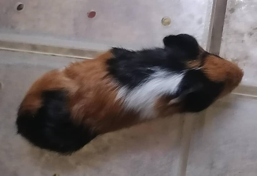 Guinea pigs 5