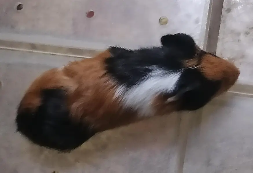 Guinea pigs — photo 6