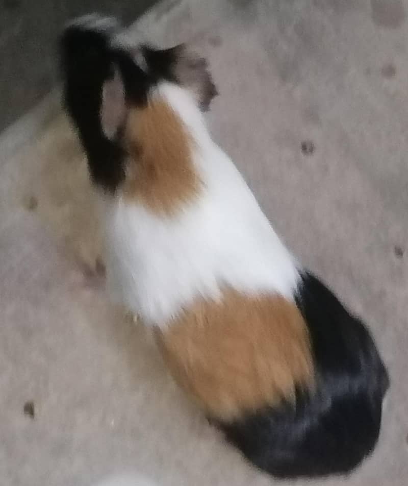 Guinea pigs 6