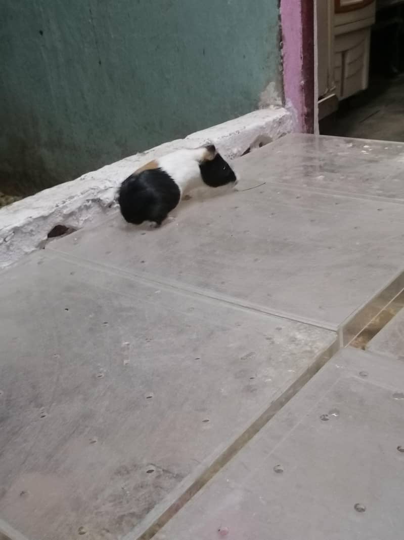 Guinea pigs 7