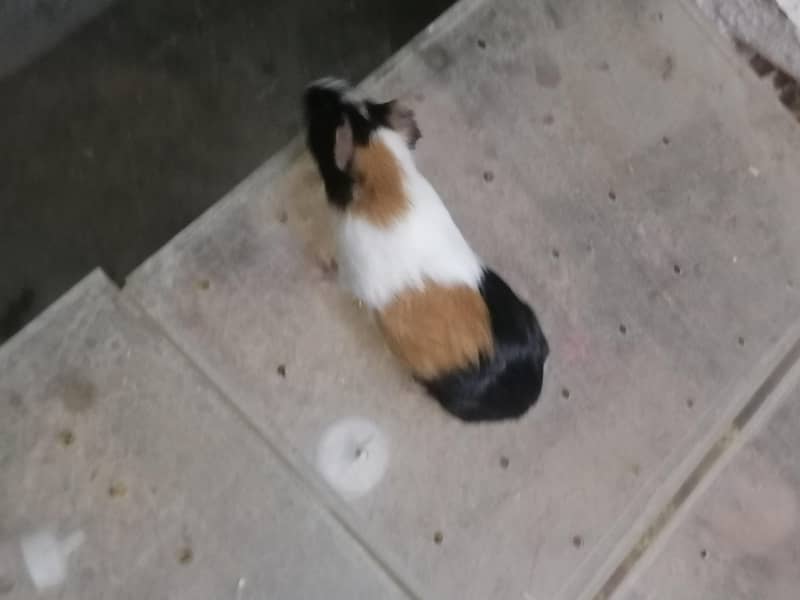 Guinea pigs 8