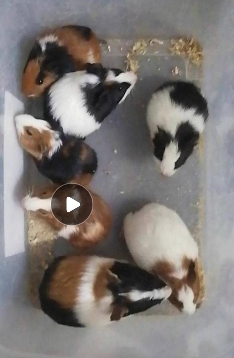 Guinea pigs 9