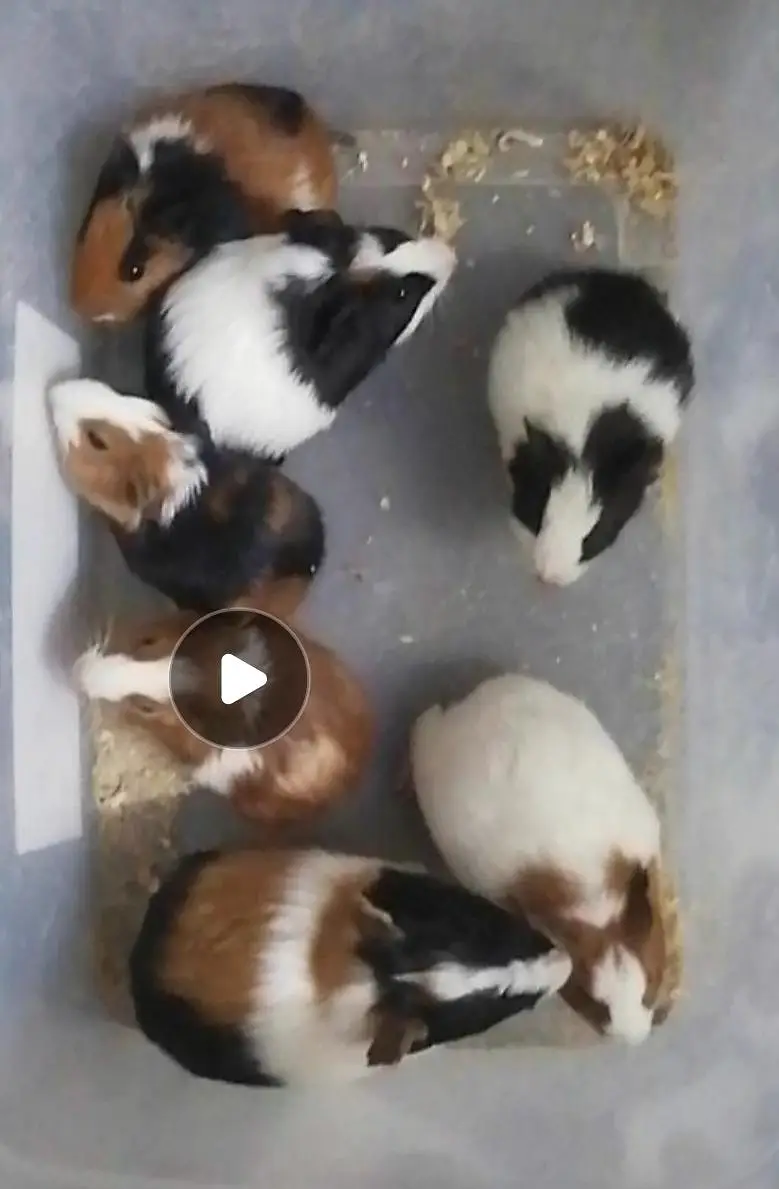 Guinea pigs — photo 10