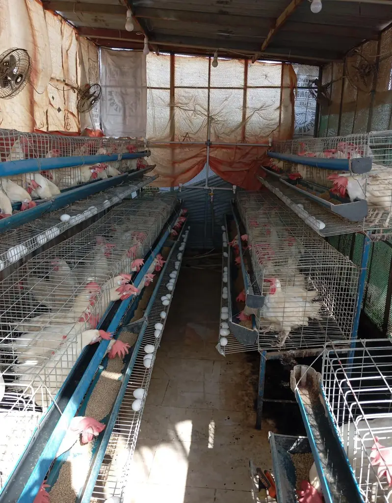 White layers hens for sale