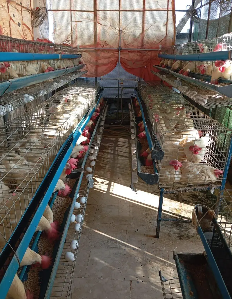 White layers hens for sale — photo 2