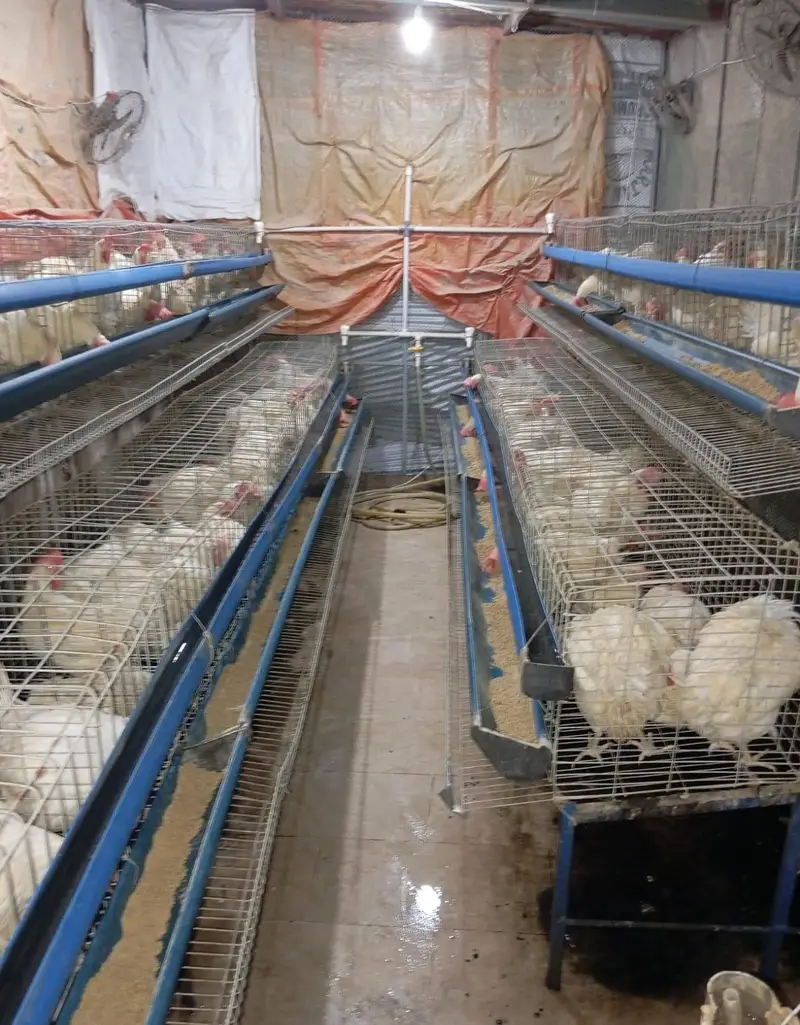 White layers hens for sale — photo 3
